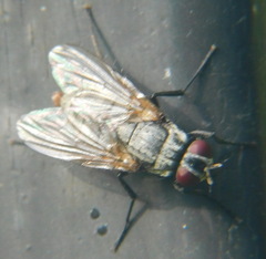 Muscidae