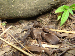 Selenocosmia