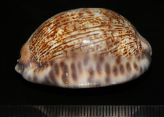 Mauritia arabica arabica