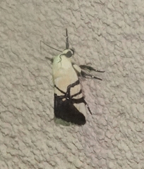 Eusceptis flavifrimbriata