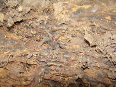 Selenocosmia