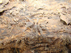 Selenocosmia