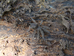 Selenocosmia