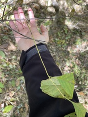 Cephalanthus occidentalis