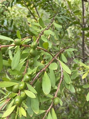 Persoonia lanceolata