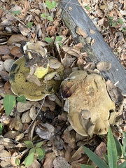 Caloboletus marshii