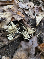 Sebacina schweinitzii