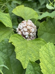 Clerodendrum chinense