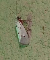 Enaemia basistriga