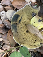 Caloboletus marshii