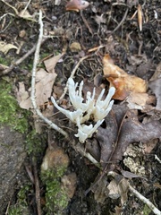 Sebacina schweinitzii