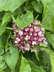 Clerodendrum chinense