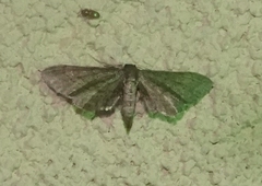 Protoproutia laredoata