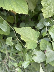 Clerodendrum chinense