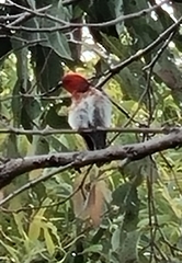 Myzomela sanguinolenta