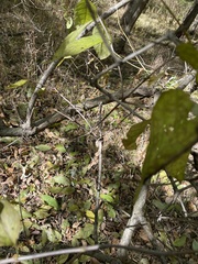Cephalanthus occidentalis