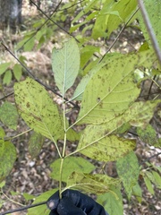 Cephalanthus occidentalis