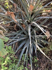 Hechtia