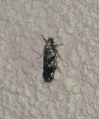 Acontiini