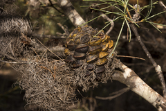 Banksia sphaerocarpa