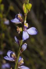 Comesperma scoparium