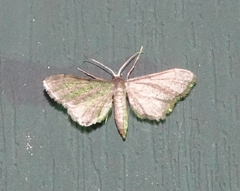 Protoproutia laredoata