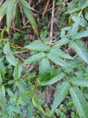 Rubus fraxinifolius