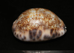 Mauritia arabica arabica