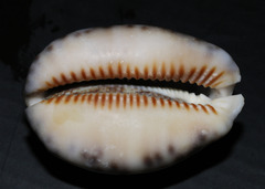 Mauritia arabica arabica