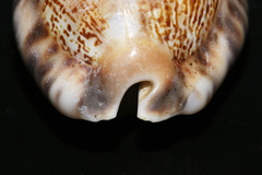 Mauritia arabica arabica