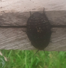 Blaberidae