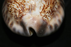 Mauritia arabica arabica