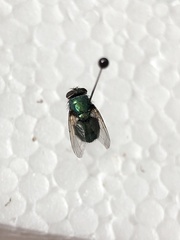 Calliphoridae