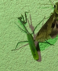 Pseudovates chlorophaea