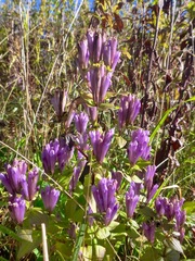 Gentianella quinquefolia