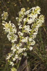 Stackhousia monogyna