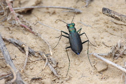 Punctured Tiger Beetle