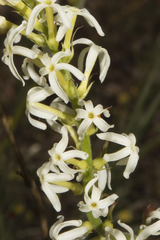 Stackhousia monogyna