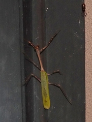 Pseudovates chlorophaea