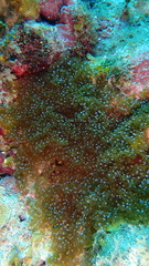 Lebrunia neglecta
