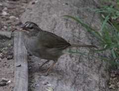 Arremonops rufivirgatus