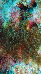 Lebrunia neglecta