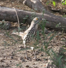 Toxostoma longirostre
