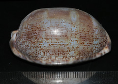 Mauritia arabica arabica