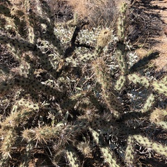 Cylindropuntia acanthocarpa acanthocarpa