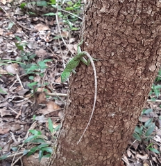 Anolis biporcatus