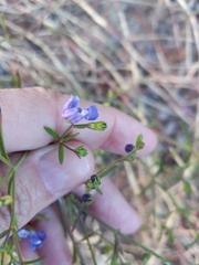 Trichostema setaceum
