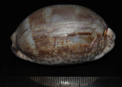 Mauritia arabica arabica