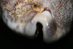 Mauritia arabica arabica