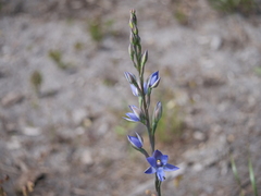 Thelymitra macrophylla